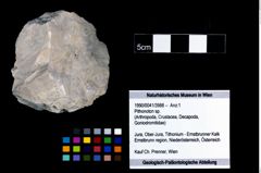 Foto (Objekt + Etikett) von Pithonoton sp.  (NHMW-GEO-1990-0041-3988)